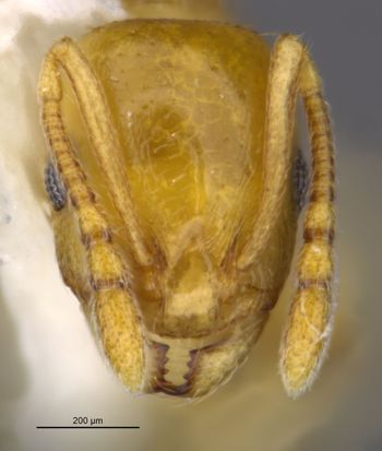 Media type: image;   Entomology 35262 Aspect: head frontal view